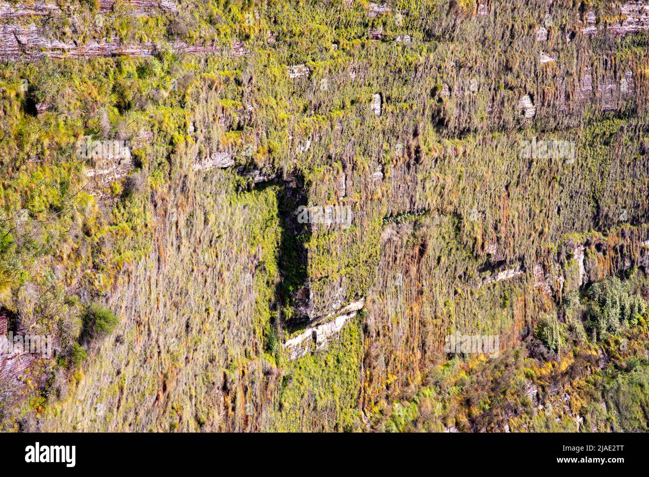 Brutto Valley hängende Gärten in den Blue Mountains NSW, eine vertikale Felswand mit Pflanzen im Tal, NSW, Australien Stockfoto