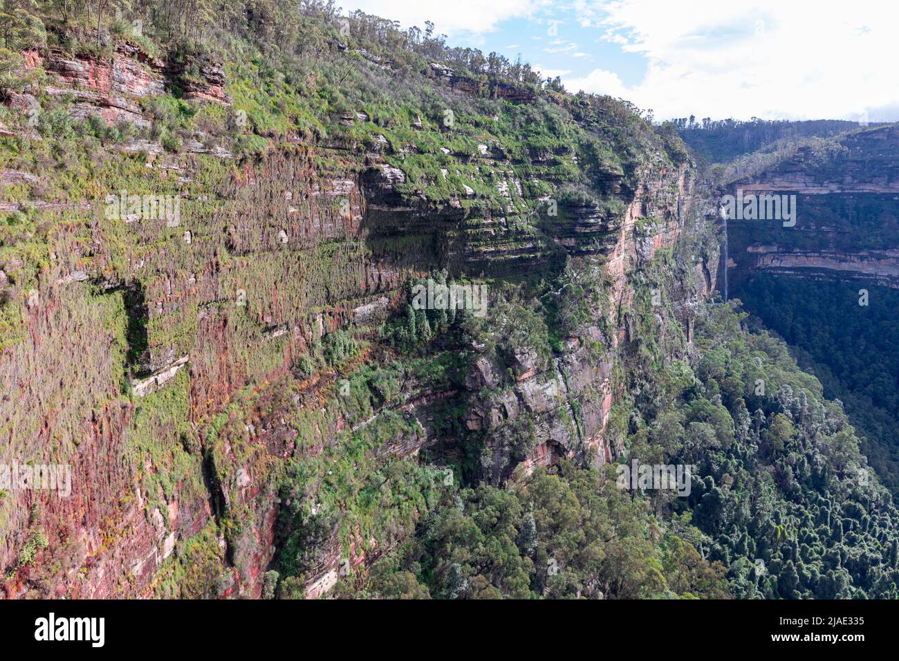 Brutto Valley hängende Gärten in den Blue Mountains NSW, eine vertikale Felswand mit Pflanzen im Tal, NSW, Australien Stockfoto