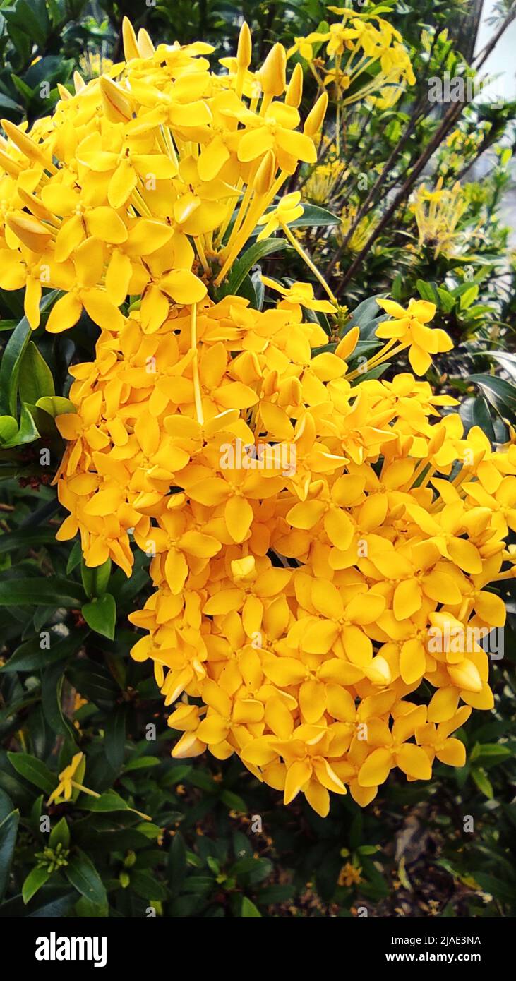 Gelbe ixora knospen Fotos und Bildmaterial in hoher Auflösung Alamy