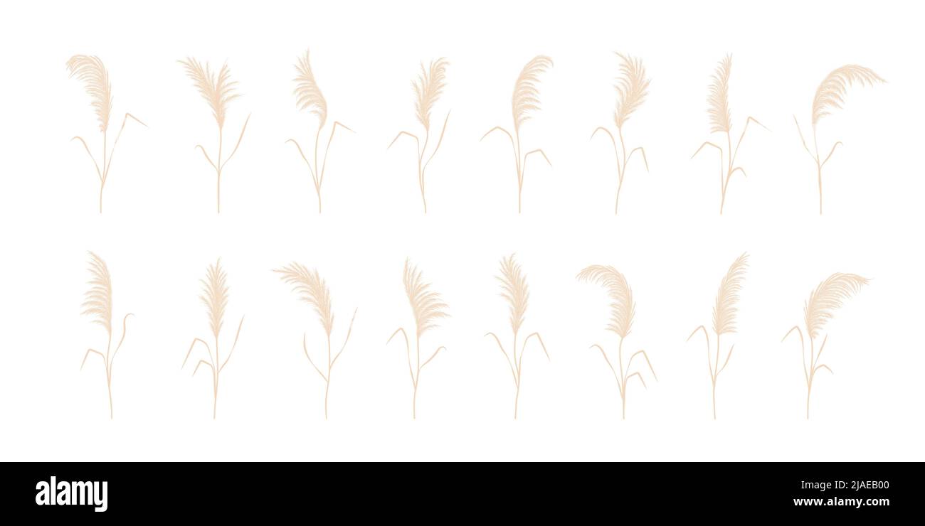 Set von Pampagras. Trockene cortaderia in beigen Farben. Böhmische getrocknete Blüten. Vektordarstellung auf weißem Hintergrund isoliert. Modisches Element-Design Stock Vektor