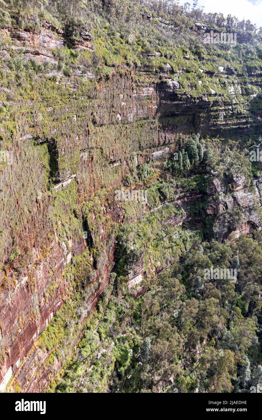 Brutto Valley hängende Gärten in den Blue Mountains NSW, eine vertikale Felswand mit Pflanzen im Tal, NSW, Australien Stockfoto