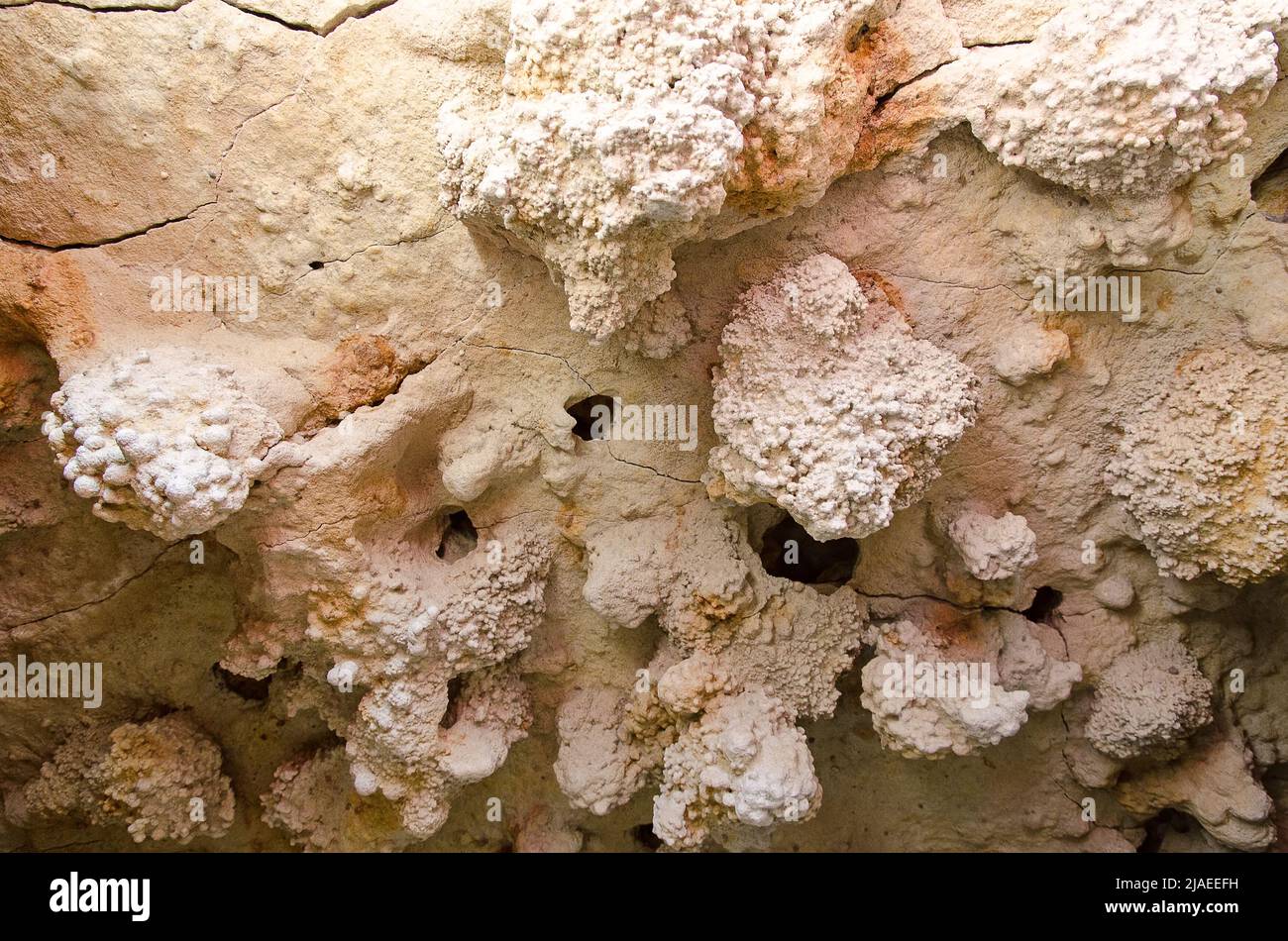 Fossile Korallenrosen im Naturpark „Don“ der Wolgograder Region. Russland Stockfoto