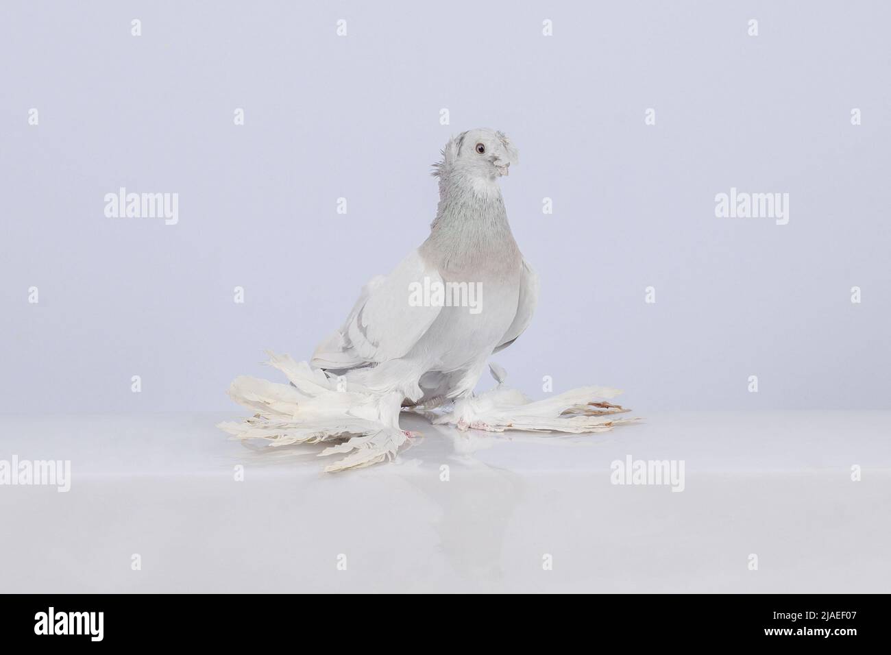 Eschenreinrassige Usbekische Vorderschafttaube. Stockfoto