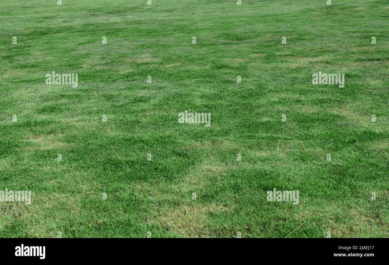 Grünes Gras Hintergrund Textur. Element des Designs für die Herstellung von Fußballplatz, Golf und Sport Rasen Hintergrund verwendet. Stockfoto