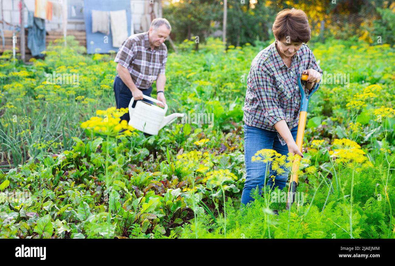 Reifer Mann und Frau Gärtner mit Schaufel und Gießkanne während der Gartenarbeit Stockfoto