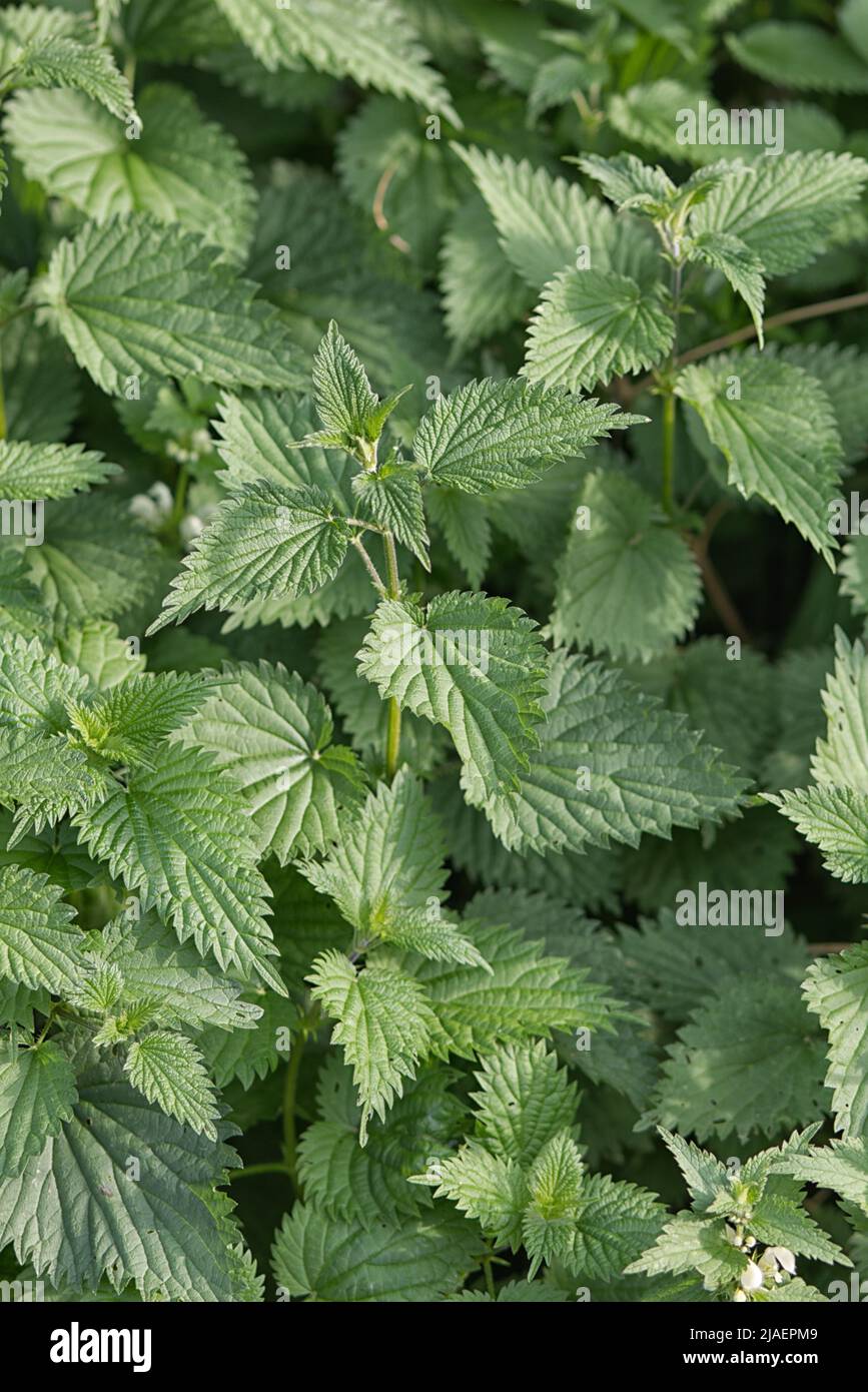 Urtica dioica, oft auch als Brennnessel bekannt Stockfoto