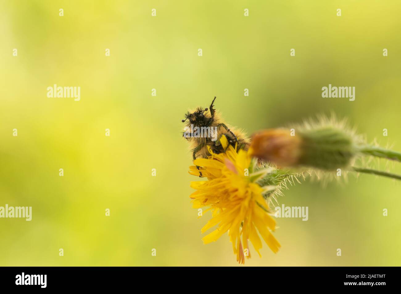 Glaphyriden-Käfer schauen oben auf einer Blume aus der Nähe. Makrofoto. Stockfoto