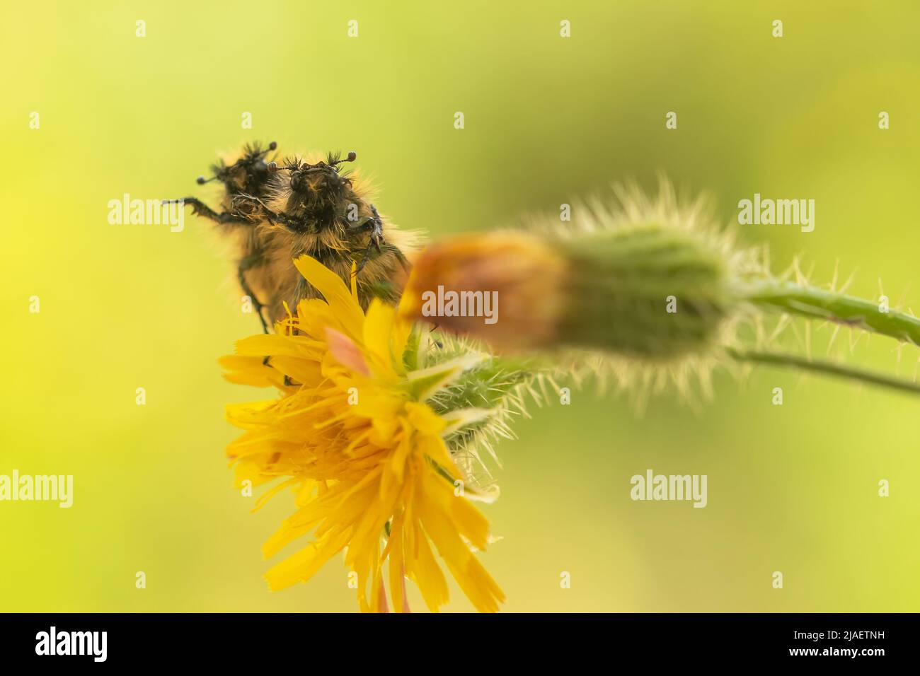 Glaphyriden Käfer synchron auf der oberen Blüte. Ein lustiges Makrofoto. Stockfoto