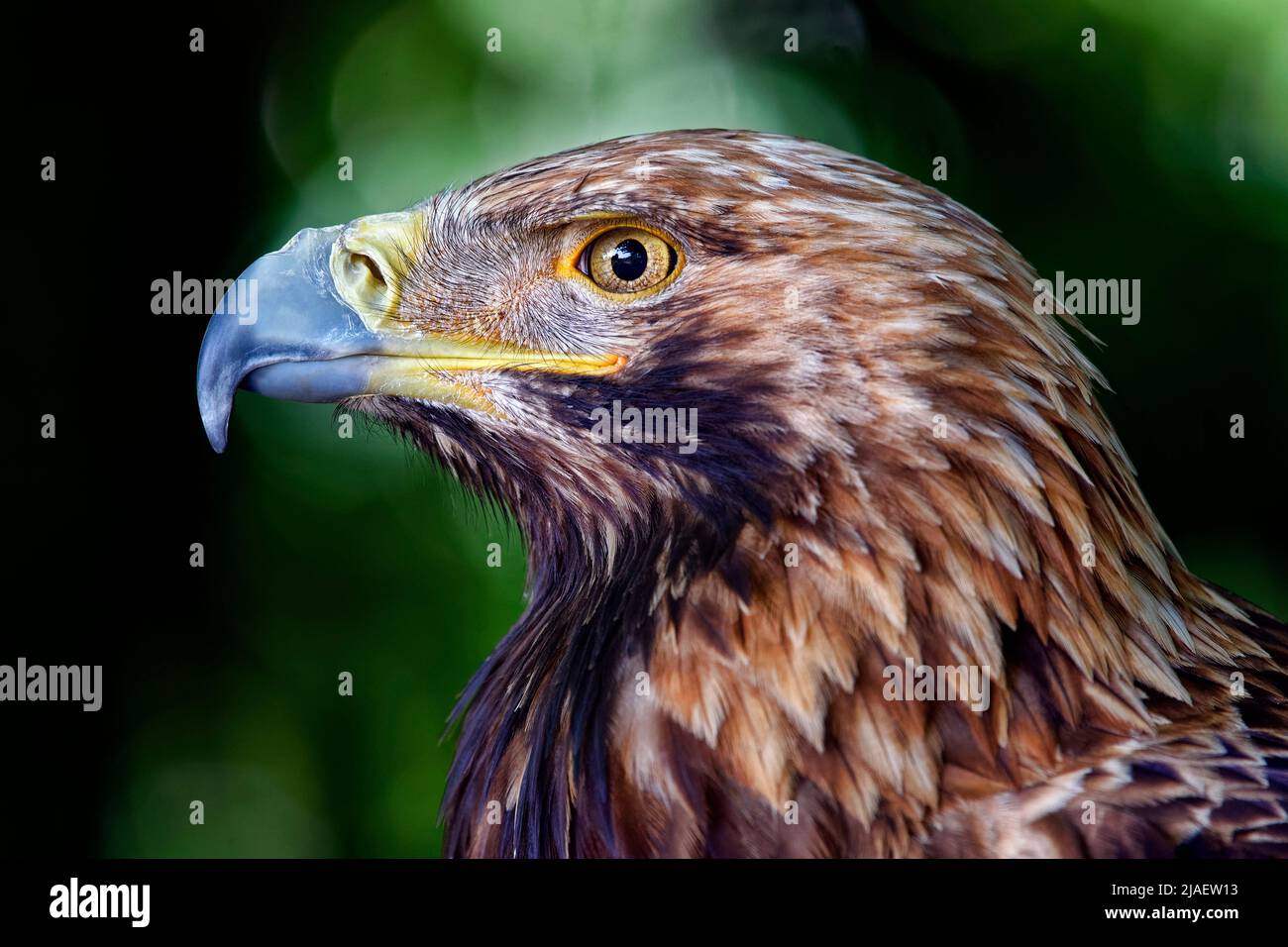Östlicher Kaiseradler - Aquila heliaca Stockfoto