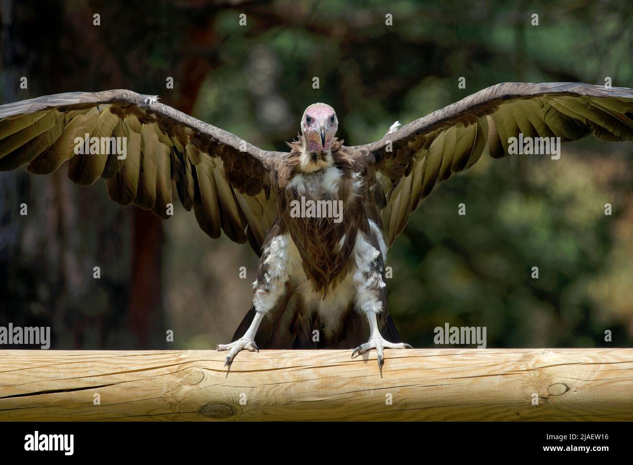 Hooded Vulture - Necrosyrtes monachus Stockfoto