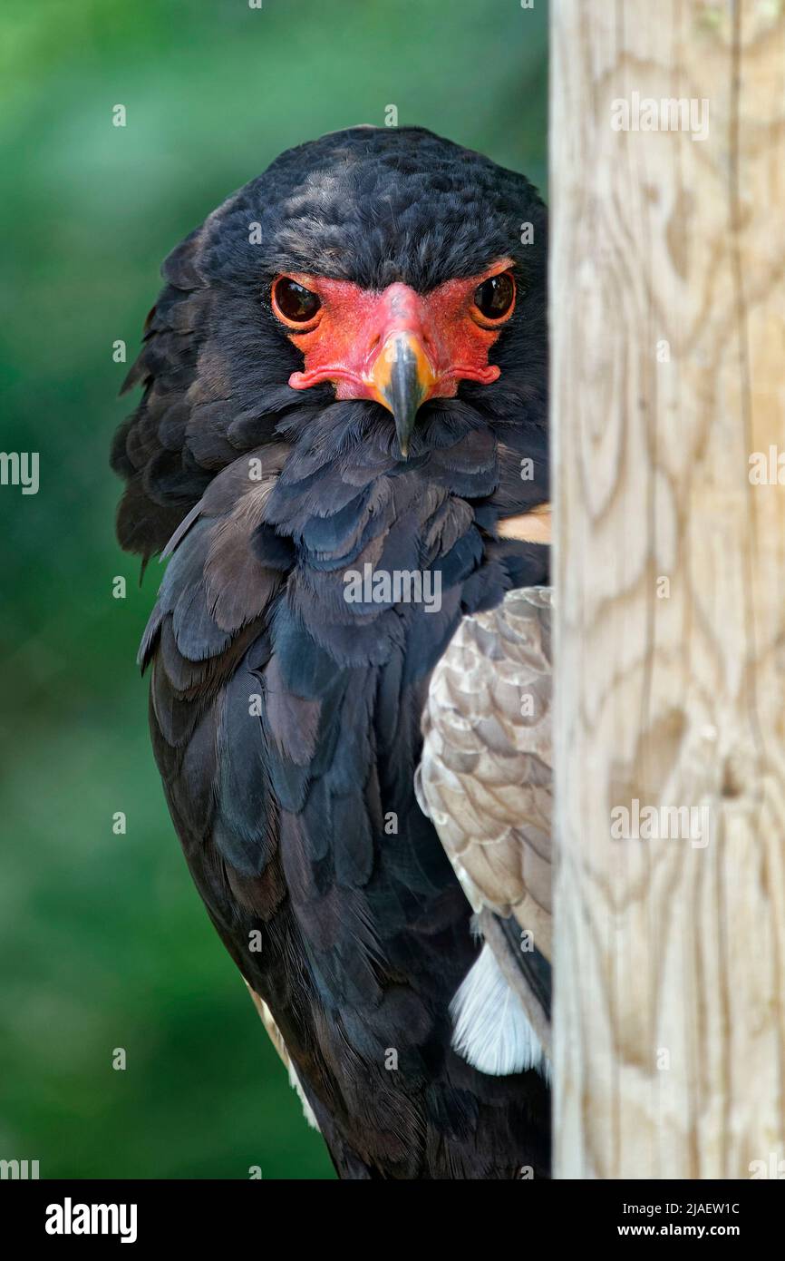 Bateleur - Terathopius ecaudatus Stockfoto