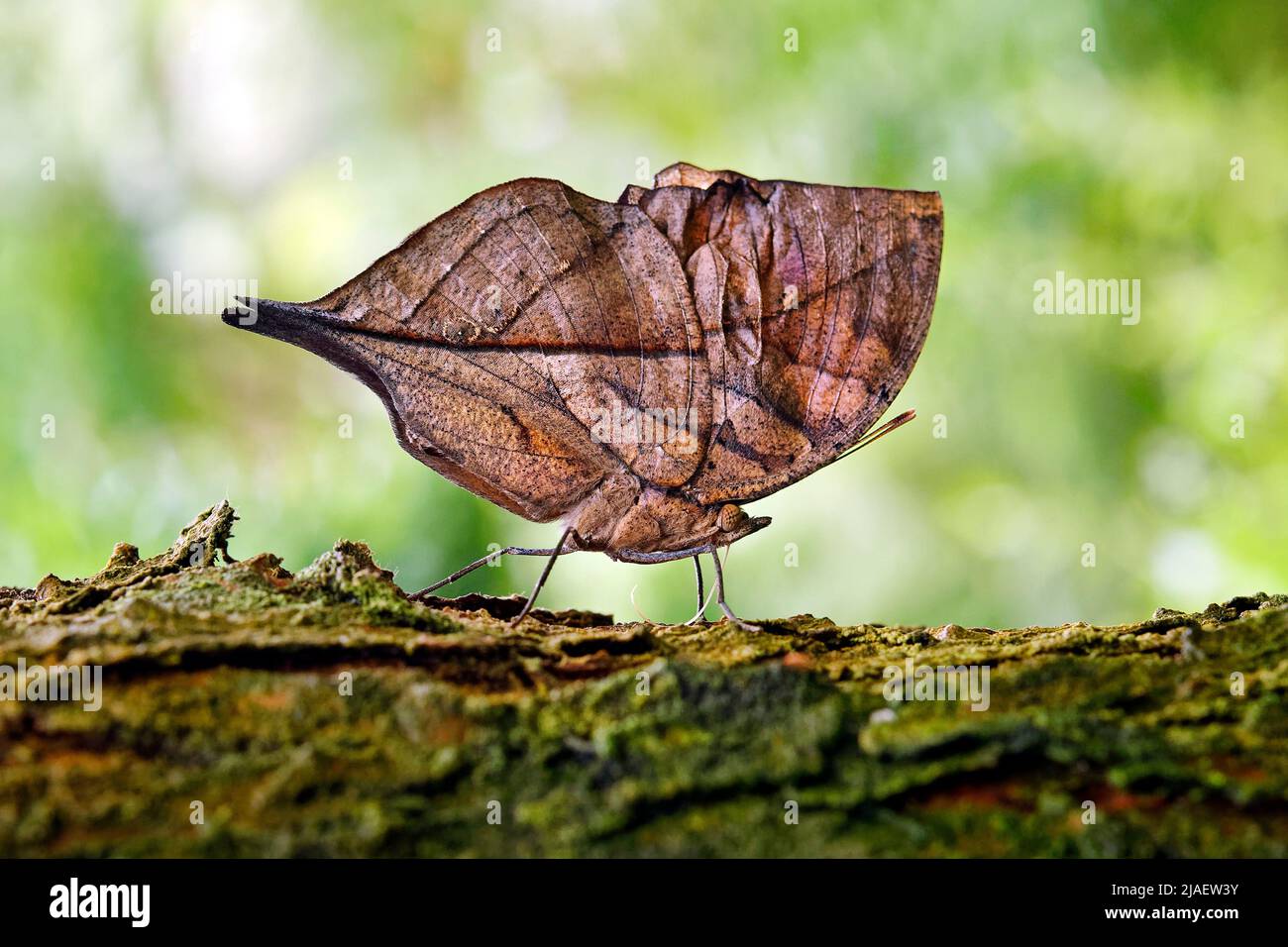 Tote blatt Schmetterling (oder Indische oakleaf) - Kallima inachus Stockfoto