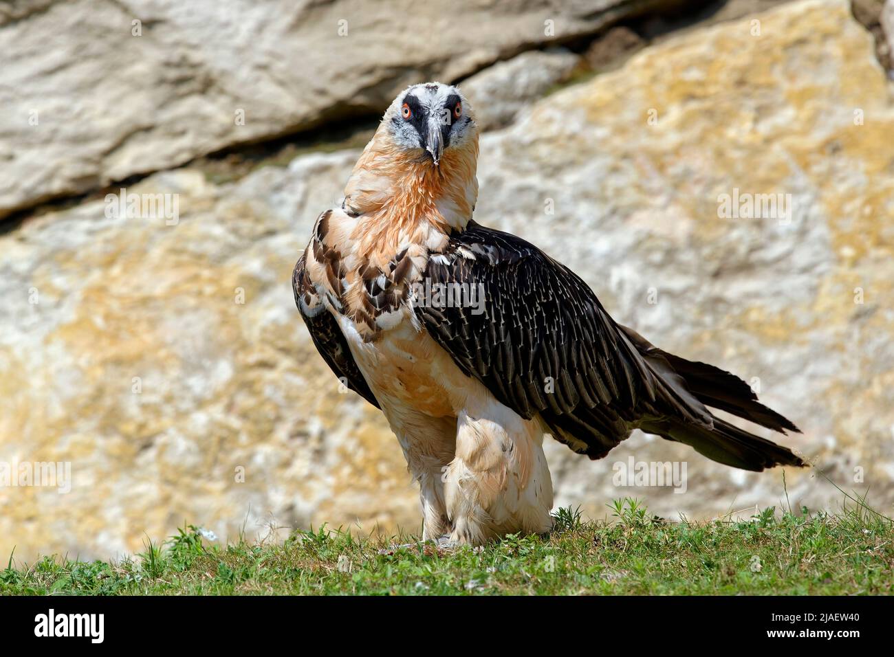 Bartgeier - sollten barbatus Stockfoto