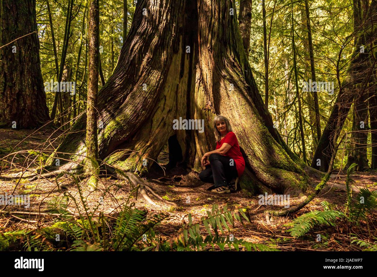 Selbstportrait mit rotem Hemd, sitzend an einem riesigen, alten Zedernbaum auf Vancouver Island, British Columbia, Kanada. Stockfoto