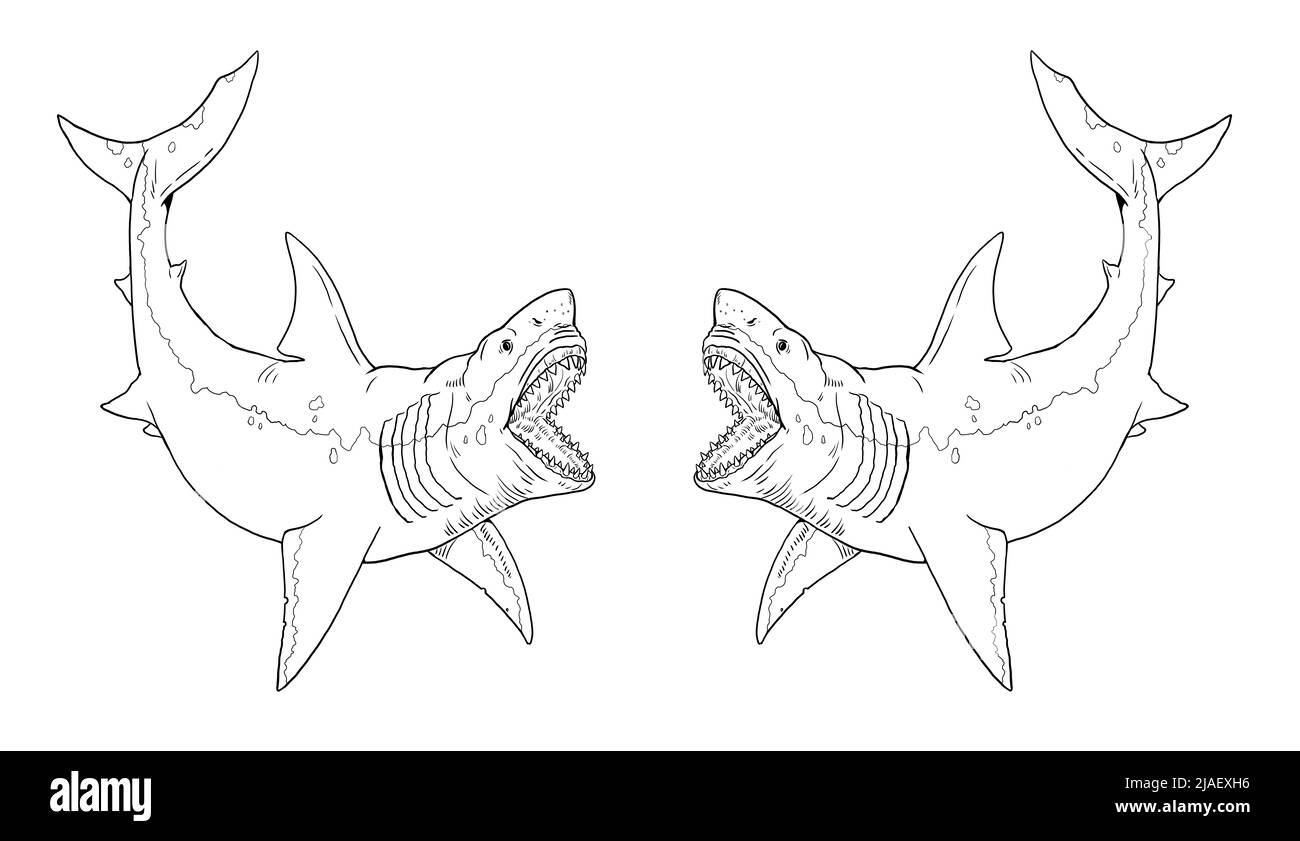Prähistorischer Hai - Megalodon. Zeichnung von großen Haien. Monster Fisch Megalodon Illustration. Malbuch. Stockfoto