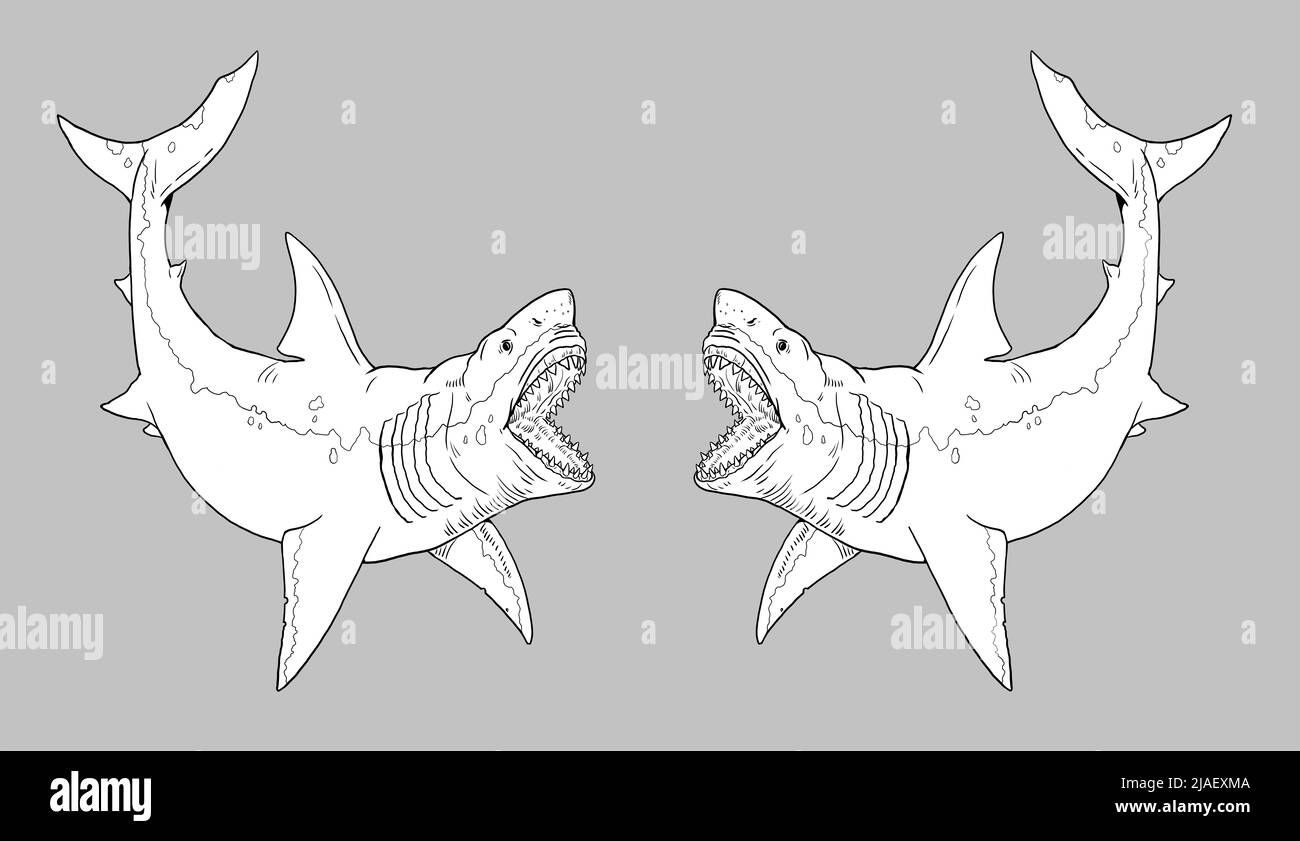 Prähistorischer Hai - Megalodon. Zeichnung von großen Haien. Monster Fisch Megalodon Illustration. Stockfoto