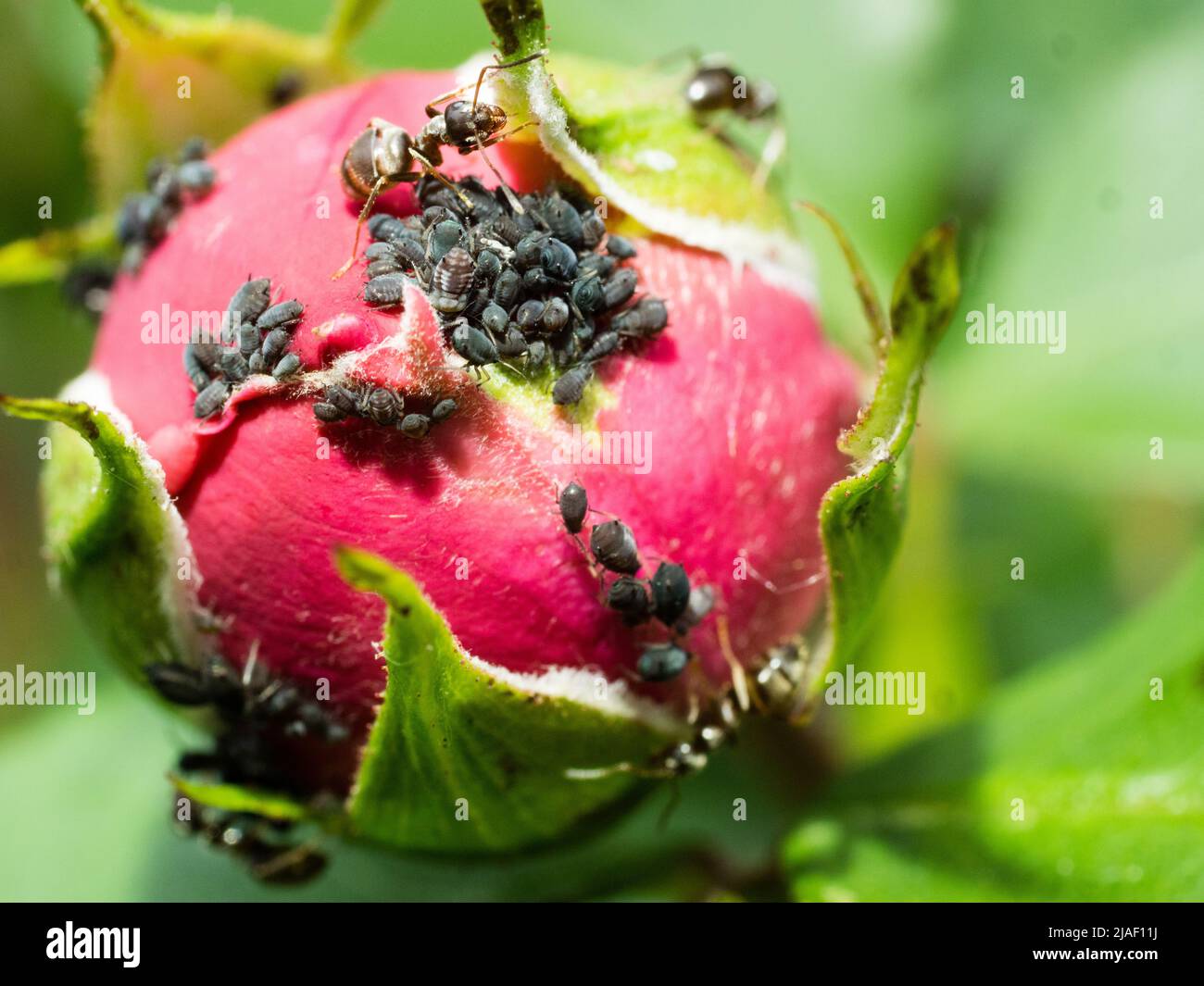 Blattläuse und Ameisen auf einer Rosenblüte; Blütenknospe mit Pflanzenläusen aus der Nähe; Ameisen melken Blattläuse-Honigtau Stockfoto