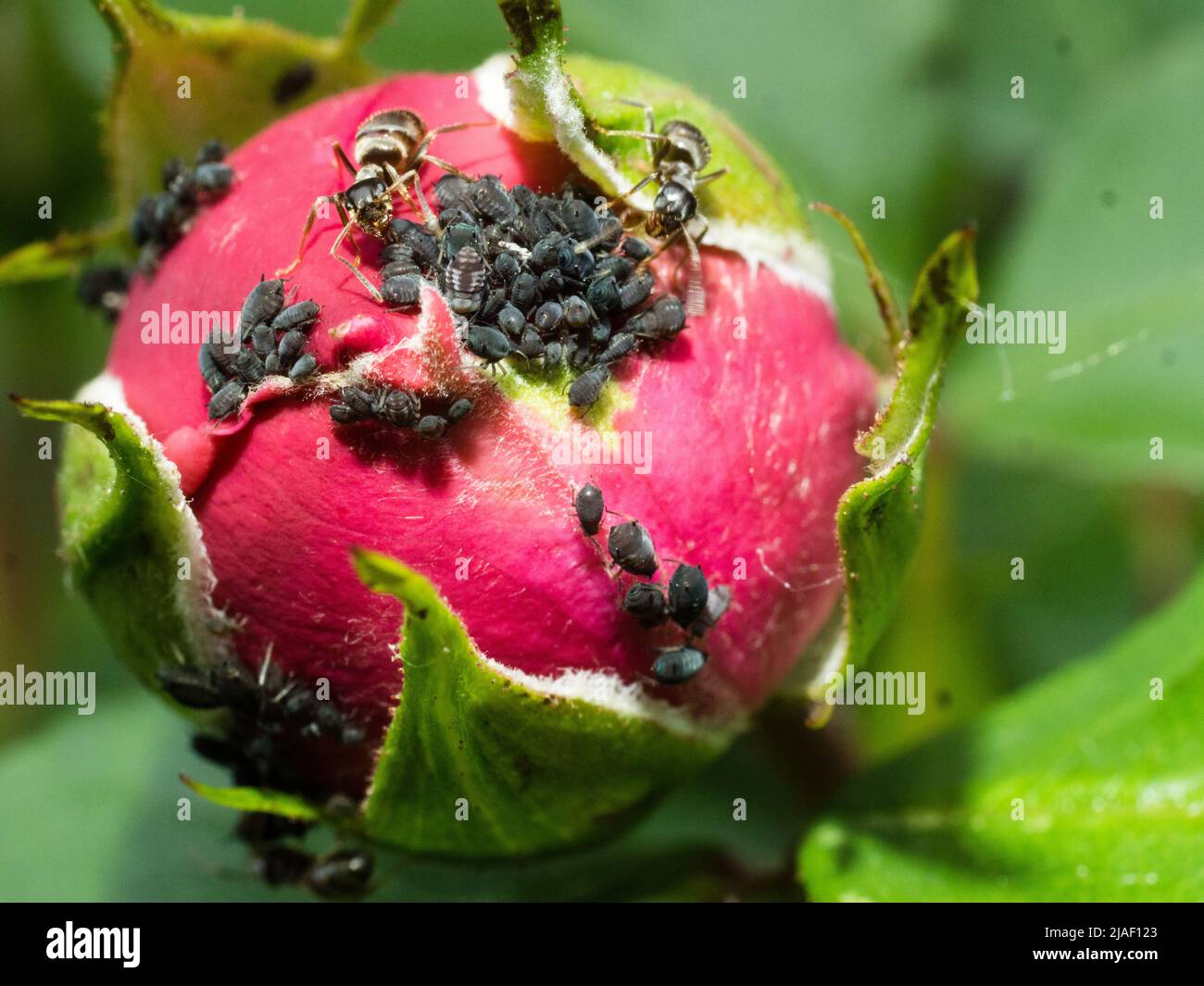Ameisen und Blattläuse Beziehung; Blattläuse auf rosa Rose Knospe produzieren ein zuckerhaltiges Futter für die Ameisen Stockfoto