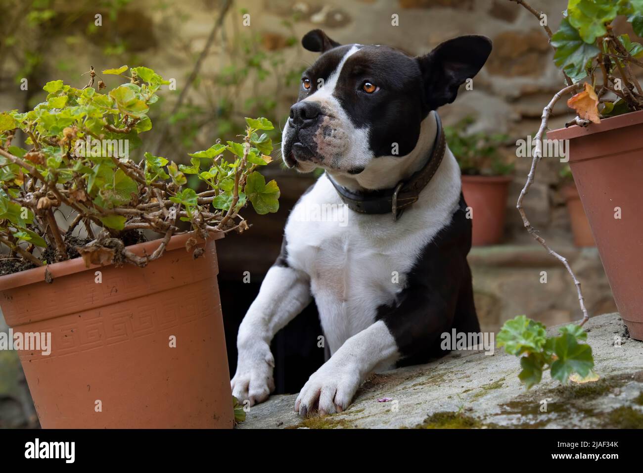 Junger Pitbull spielt zu Hause im Garten und beobachtet und versteckt sich hinter den Blumentöpfen. Platz zum Kopieren auf beiden Seiten. Familie, Adoption. Stockfoto