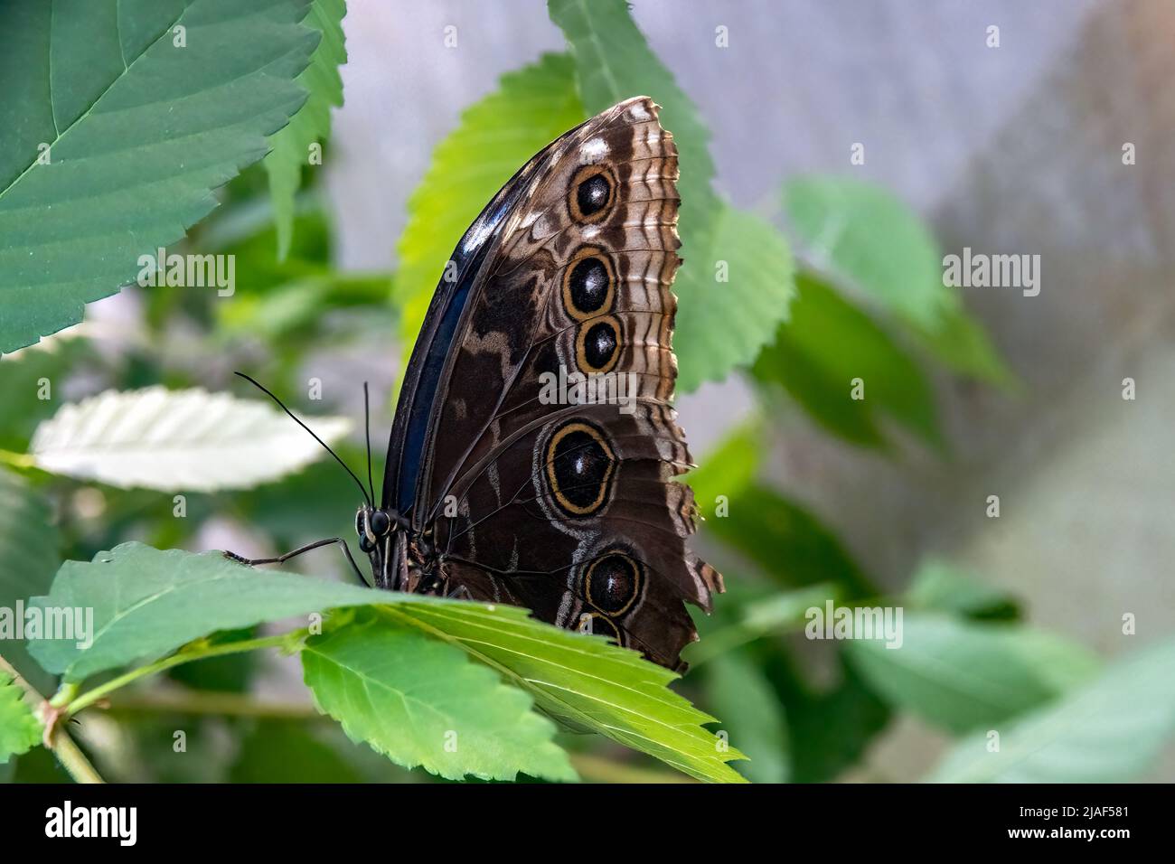 Common Blue Morpho Butterfly alias Peleides Blue Morpho, Common Morpho oder The Emperor at the Butterfly Gardens, Middleton Farm, East Sussex, Großbritannien. Stockfoto