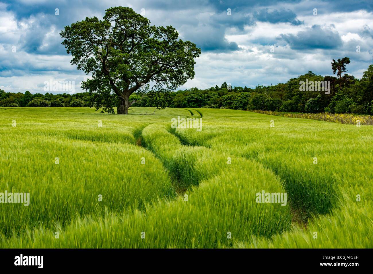 A Barley Field, Staindrop, Barnard Castle, Co. Durham, Großbritannien. Stockfoto
