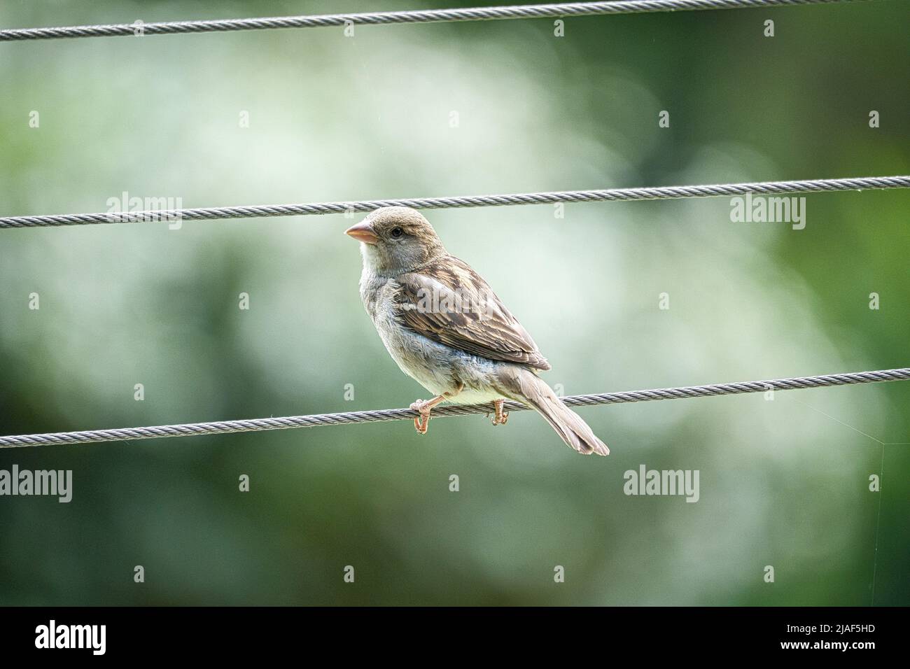 Brauner Sperling auf einem Drahtseil. Kleiner singvögel mit schönem Gefieder. Der Sperling ist ein gefährdeter Vogel. Aufgenommen in Deutschland Stockfoto