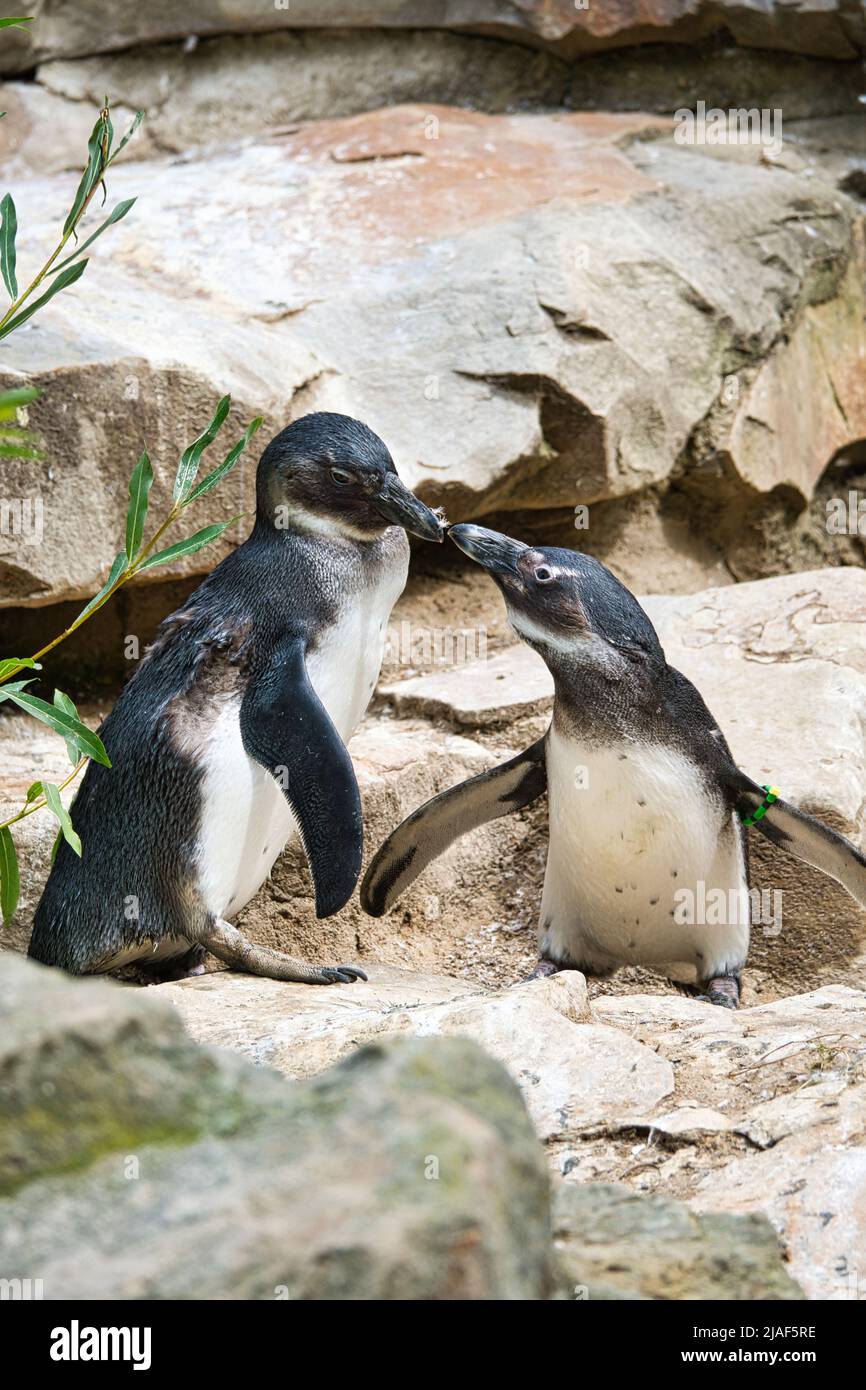 Küssen Pinguin. Schwarz-weiße Vögel als Paar an Land. Tier-Foto aus nächster Nähe. Detaillierte Aufnahme Stockfoto