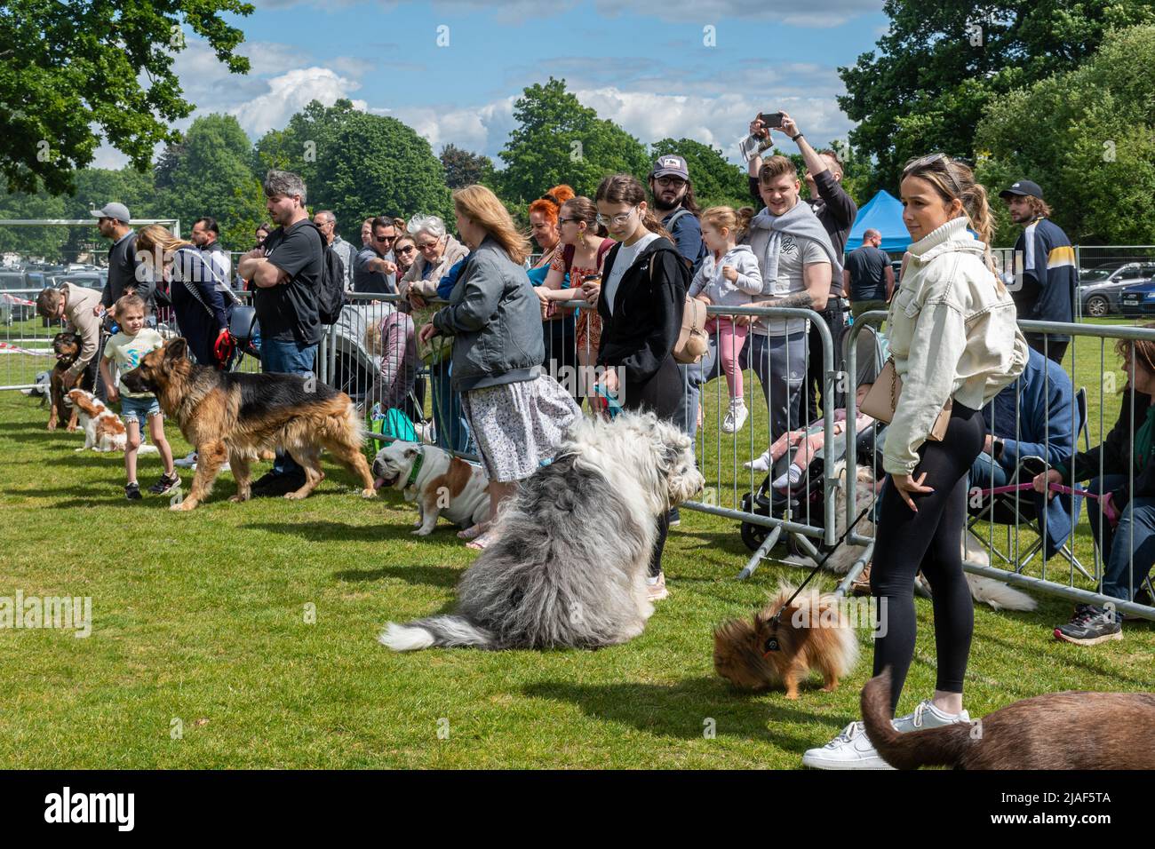 Eine lustige Hundeausstellung bei einem Farnborough Event in Hampshire, England, Großbritannien Stockfoto
