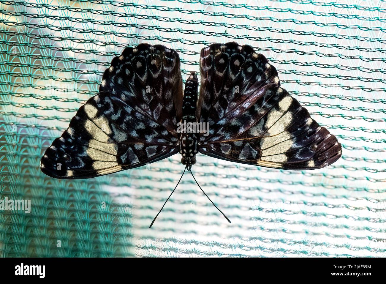 Cracker Butterfly alias Hamadryas at the Butterfly Gardens, Middleton Common, Ditchling Common, East Sussex, Großbritannien.19.. Mai 2022. DavidSmith/Alamy Stockfoto