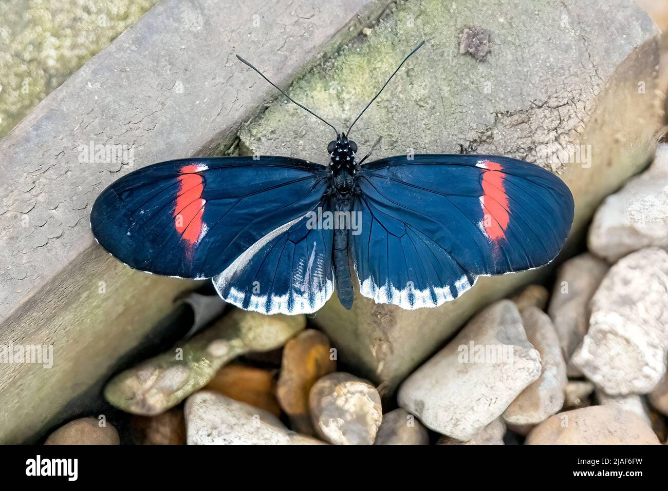 Piano Key Postman Butterfly, Butterfly Garden, Middleton Common Farm, Ditchling Common, East Sussex, VEREINIGTES KÖNIGREICH Stockfoto