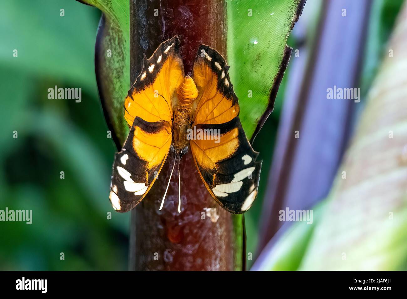 Plain Tiger Butterfly ist auch als African Queen oder African Monarch im Butterfly Garden, Middleton Common Farm, Ditchling Common, East Sussex, Großbritannien, bekannt Stockfoto