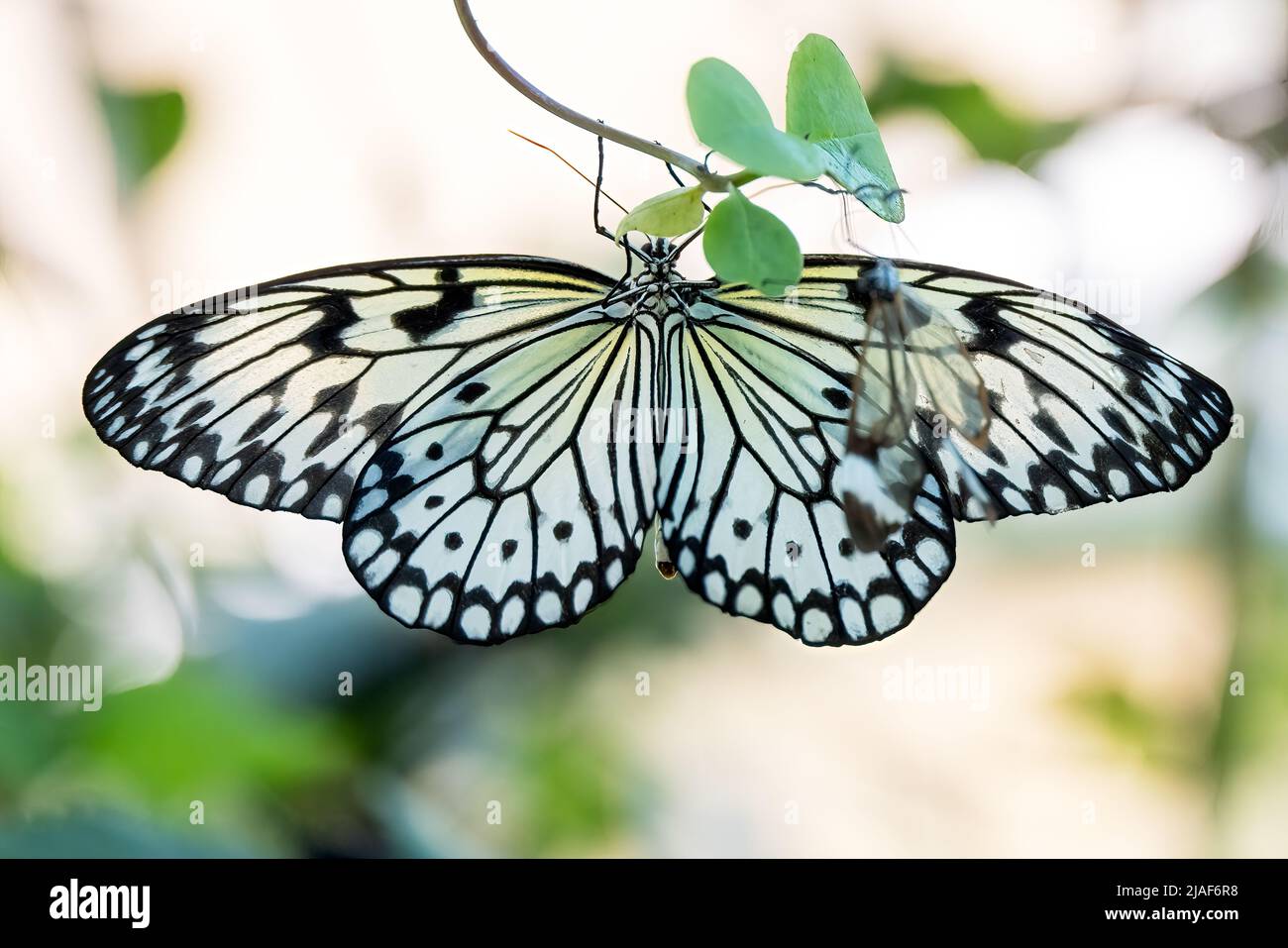 Reis Papier Schmetterling auch bekannt als Papier Drachen Schmetterling & weiße Nymphe Schmetterling Schmetterling Garten, Middleton Common Farm, Ditchling Common, East Sussex Stockfoto