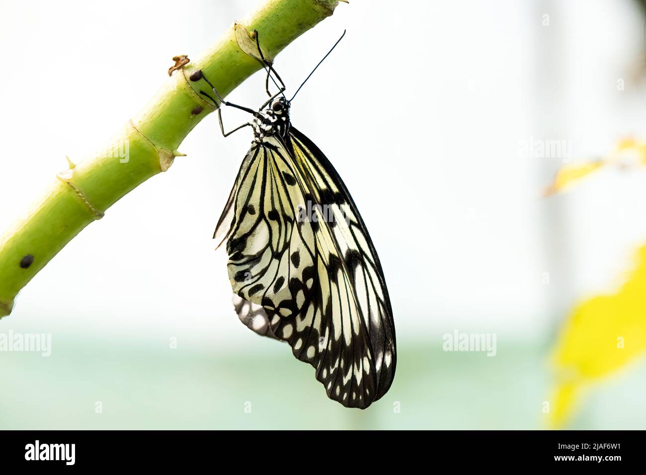 Reis Papier Schmetterling auch bekannt als Papier Drachen Schmetterling & weiße Nymphe Schmetterling Schmetterling Garten, Middleton Common Farm, Ditchling Common, East Sussex Stockfoto