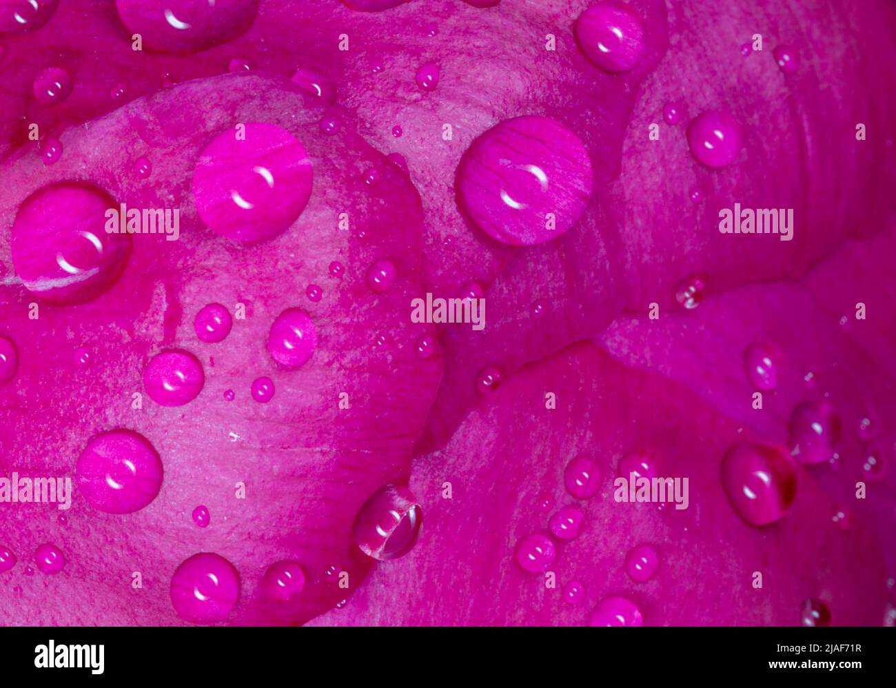 Nahaufnahme der Blütenblätter der purpurnen Pfingstrose, die mit Regentropfen bedeckt sind Stockfoto