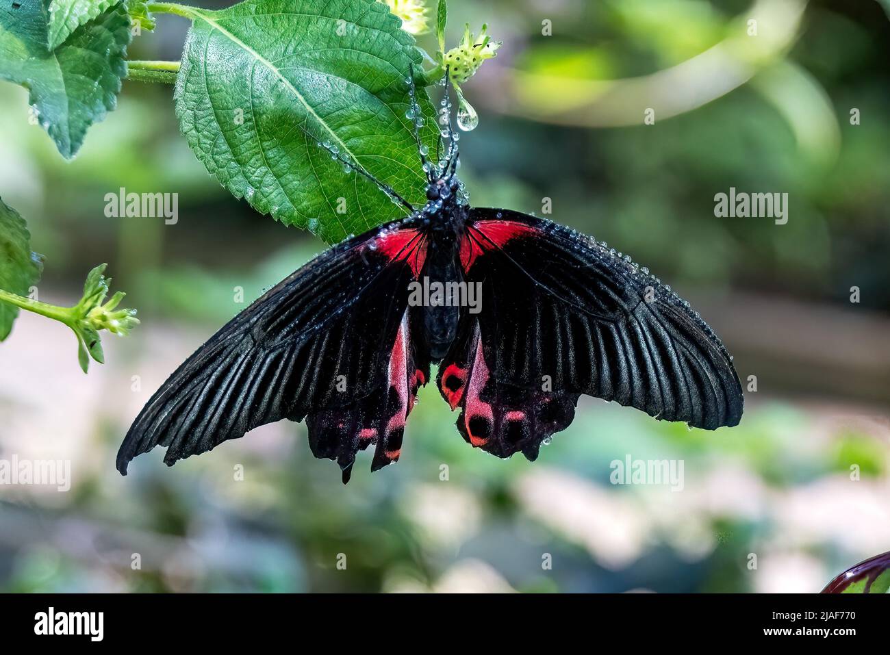 Scarlet Mormon Swallowtail Butterfly at Butterfly Garden, Middleton Common, Ditchling Common, East Sussex, Großbritannien. Stockfoto