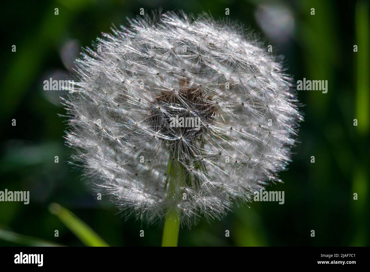 Nahaufnahme eines flauschigen Dandelionenballs. Makrofoto von den Samen der Dandelion Stockfoto