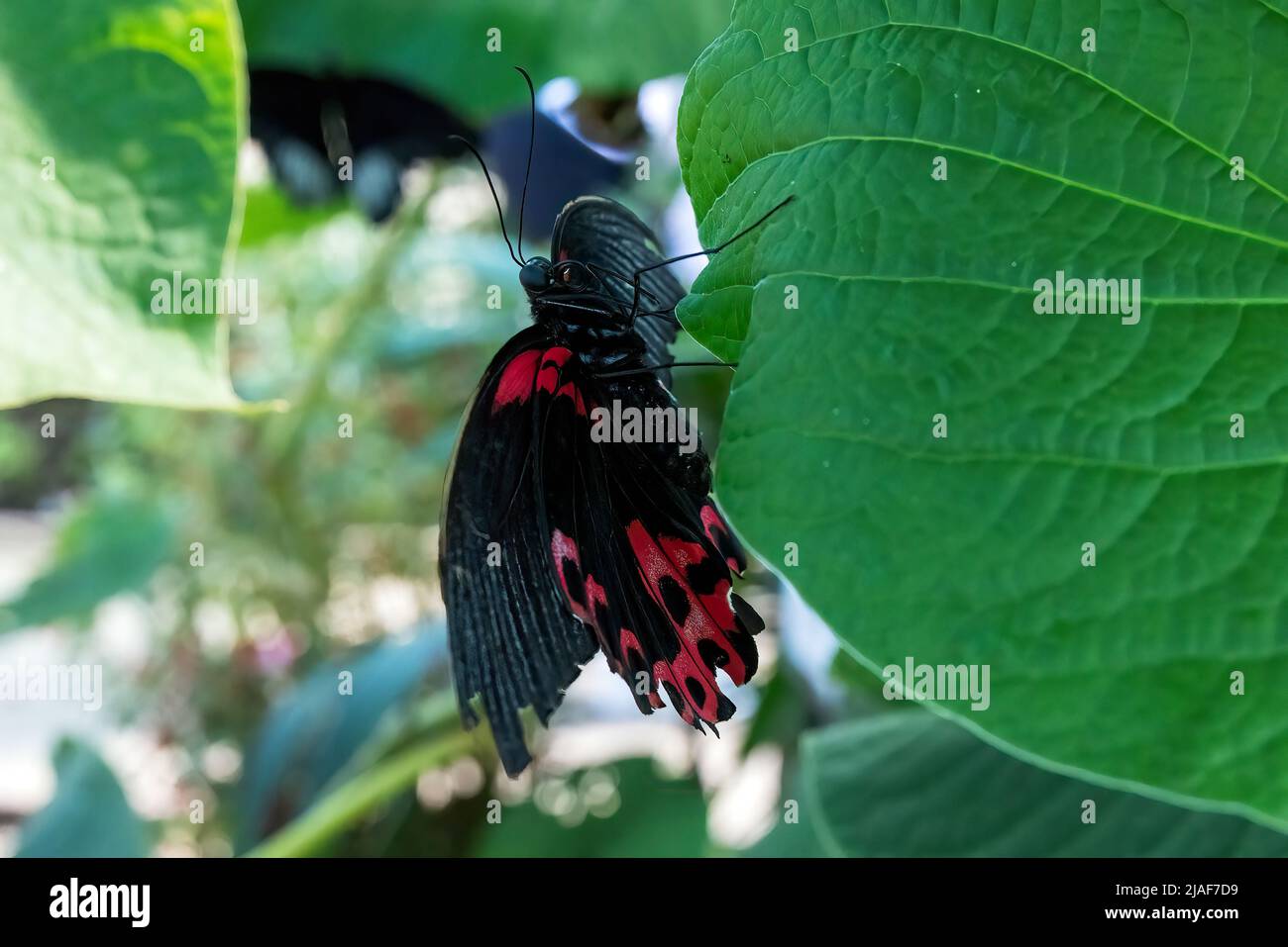 Scarlet Mormon Swallowtail Butterfly at Butterfly Garden, Middleton Common, Ditchling Common, East Sussex, Großbritannien. Stockfoto