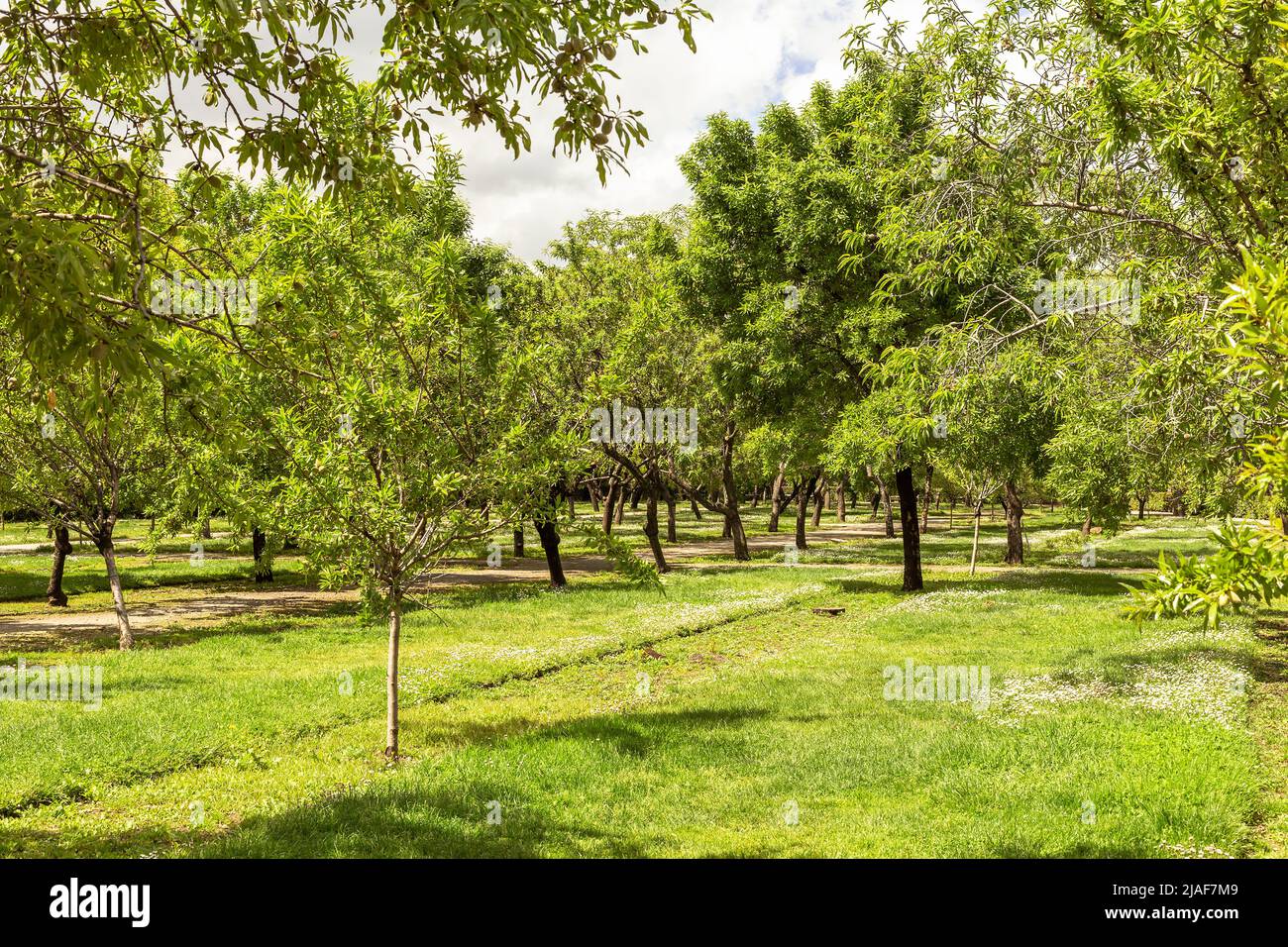 Pflanzen von Obstbäumen auf grünen Rasen Stockfoto