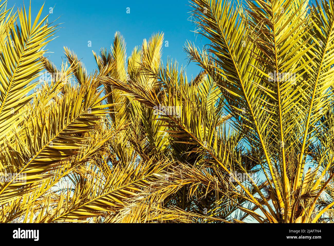 Hintergrund der grünen Palmen Zweige auf blauem Himmel Stockfoto