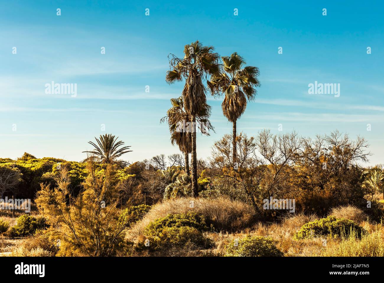 Grüne mediterrane Landschaft mit hohen Palmen Stockfoto