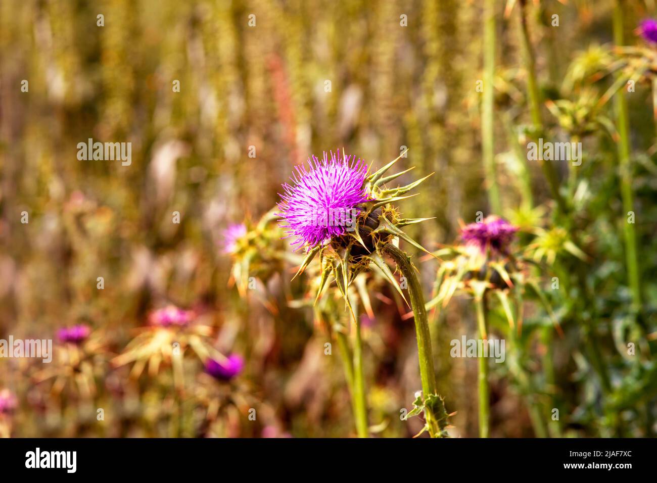 Nahaufnahme der violetten Blume von silybum marianum auf grünem Hintergrund Stockfoto