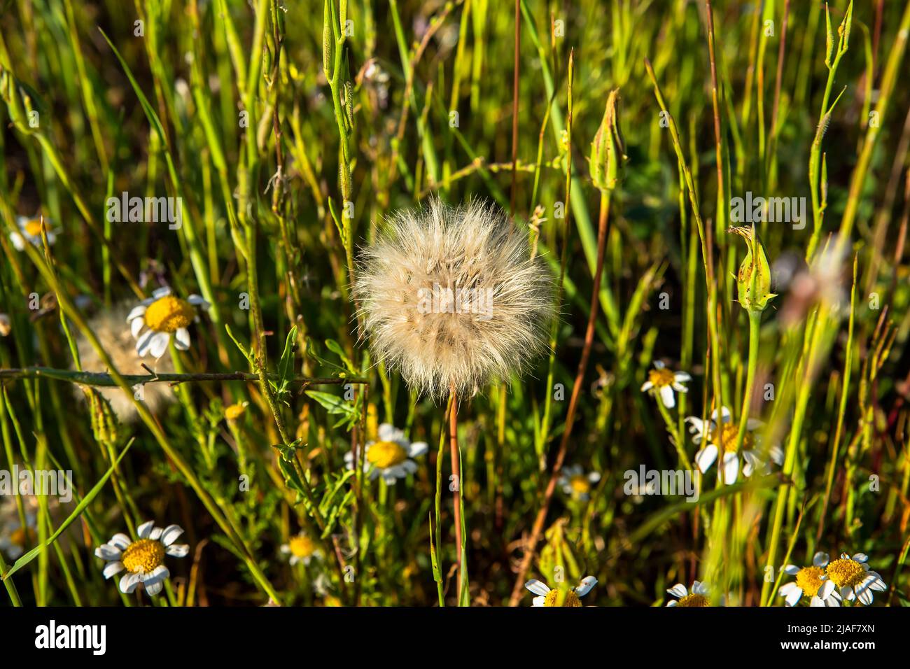 Schönheit in der Natur, die mit einer grünen Vegetation bewachsen ist Stockfoto