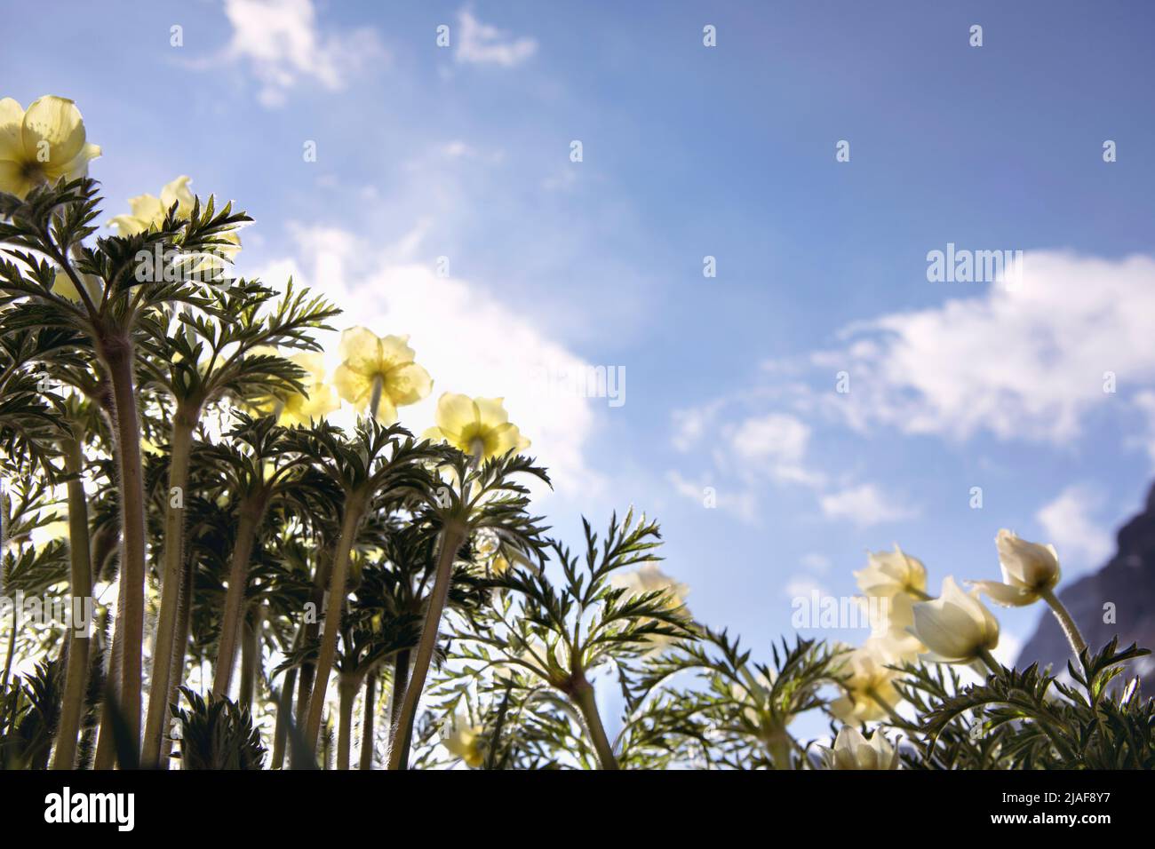 Pulsatilla alpina, alpine Anemone, gelbe Wildblumen, die auf der Bergwiese in den Himmel blicken. Hinterlicht, Blick von oben, sonniger Frühlingstag. Stockfoto