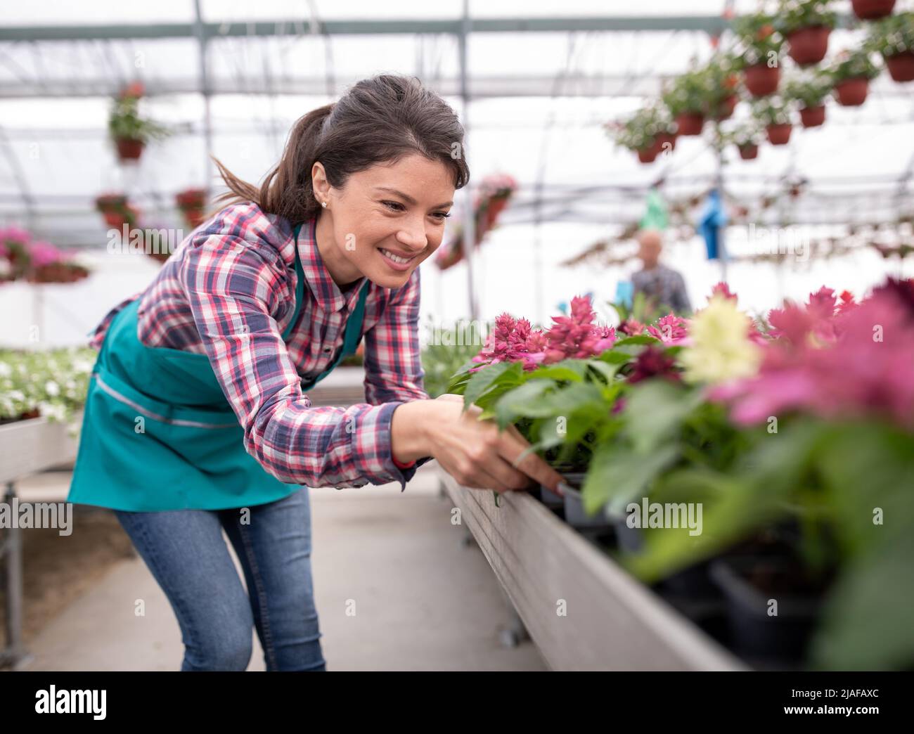 Professionelle Gärtnerin, die Blumen in einem Gewächshaus produziert und Pflanzen bewässert und das Wachstum kontrolliert Stockfoto