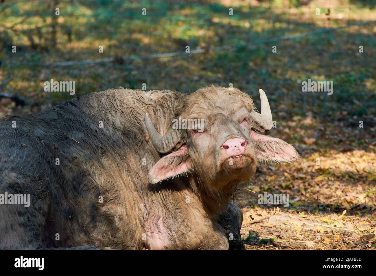 Porträt eines weißen Büffels (Bos bubalus var. alba), der im Schatten auf dem Boden sitzt Stockfoto