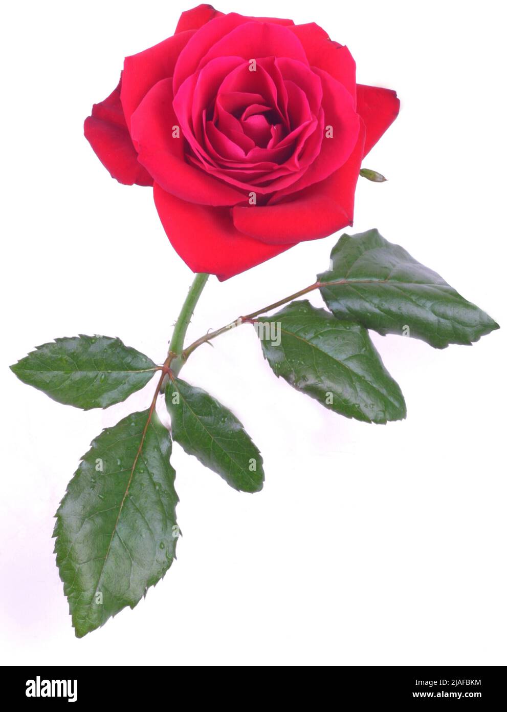 Rote Rosenblüte Ausschnitt Stockfoto