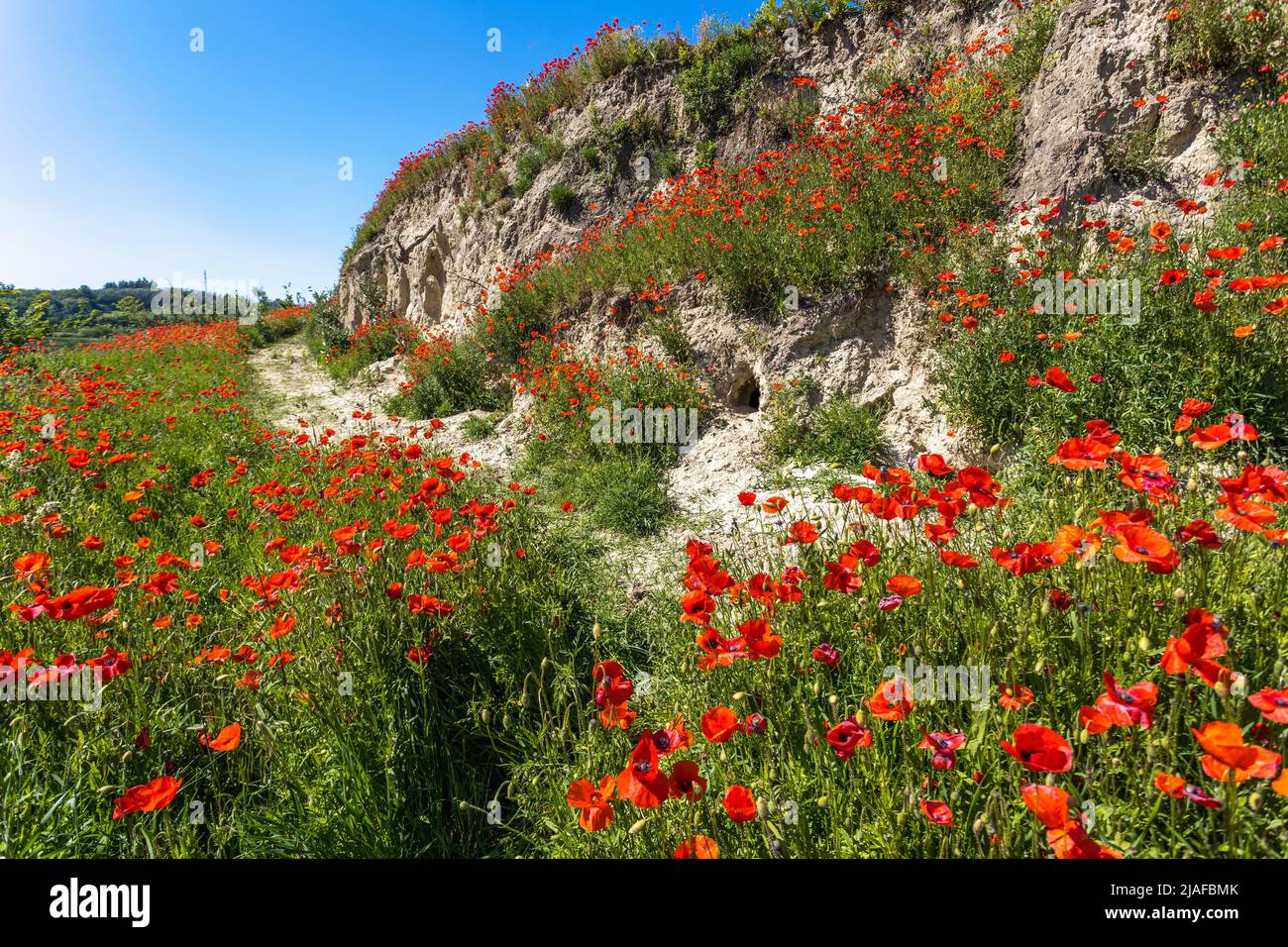 Mohn, Mohnbohnbohne, Rotmohn (Papaver rhoeas), blühender Maismohn am Sandeinschluss am Kaiserstuhl, Deutschland, Baden-Württemberg Stockfoto