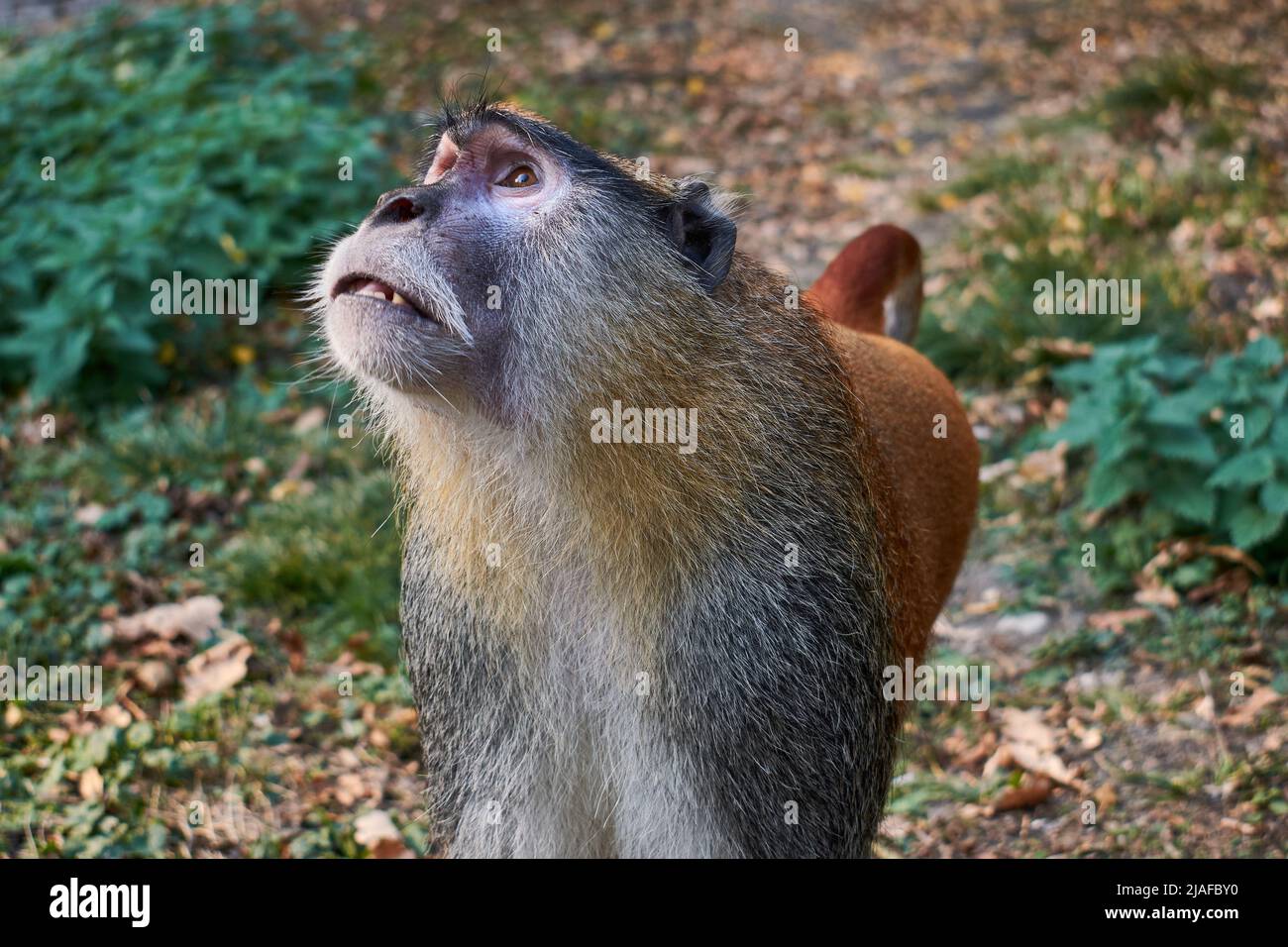 Der gewöhnliche patas-Affe (Erythrocebus patas), der wadi-Affe oder Husar-Affenportrait Stockfoto