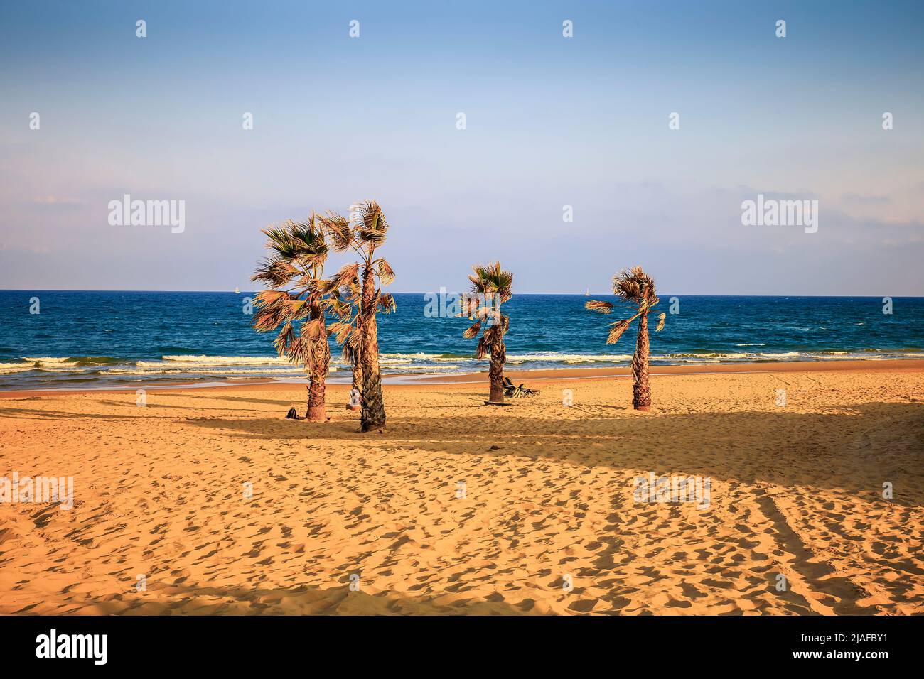 Blick auf das mittelmeer mit fünf Palmen auf dem Sand neben dem Meer Stockfoto