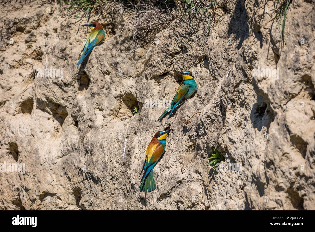 Europäischer Bienenfresser (Merops apiaster), Brutkolonie in einer Steilwand, Deutschland, Baden-Württemberg Stockfoto